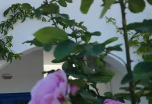 ξενοδοχείο Maganas Αστυπάλαια